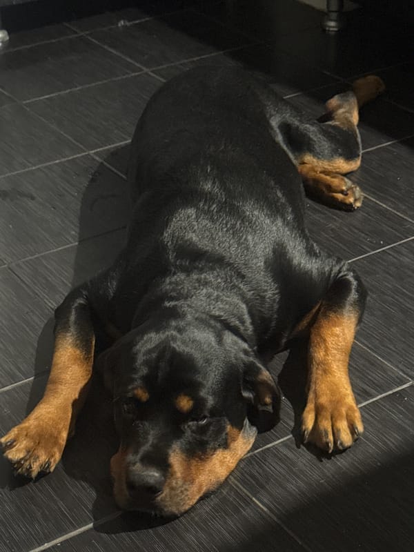 Rottweiler at rest in a Volgograd home