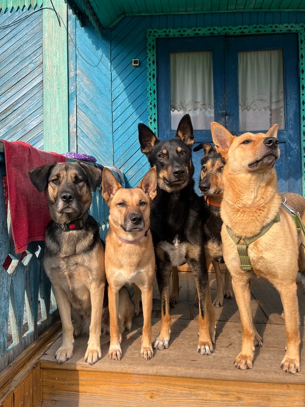 Daily life with a pack of dogs in Nizhny Tagil