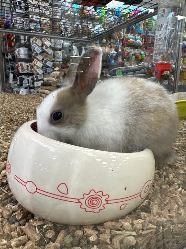 Rabbit in ceramic bowl, toddler on toy train captured in Poland