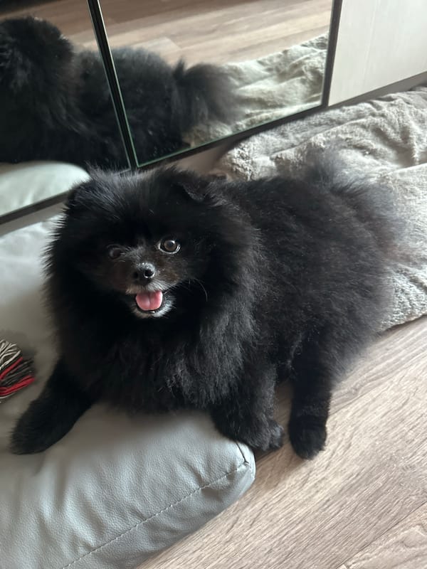 Fluffy black Pomeranian relaxing on a rug in Petropavl