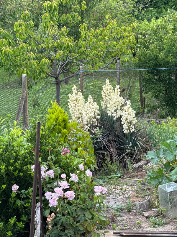 Quiet moments captured in rural Slavyani, Bulgaria gardens