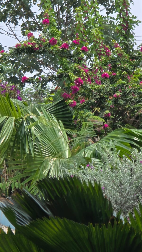 Morning documentation of everyday scenes in Ia Hru, Vietnam