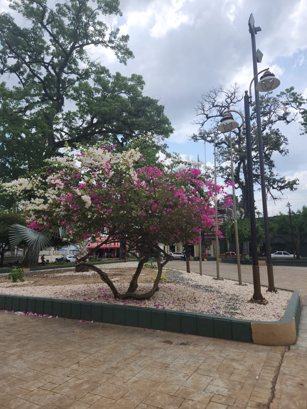 Daily life scenes documented across Tinaquillo, Venezuela