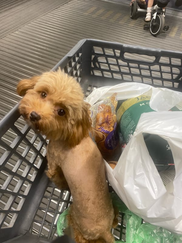 Poodle rides along in a grocery cart in Dnipro