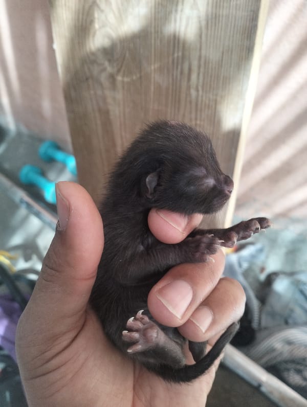 Newborn kittens documented in rural Morocco village