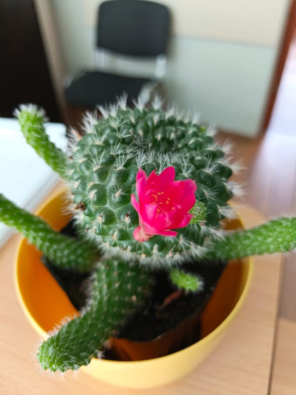 Pink cactus flower in full bloom, Belarus