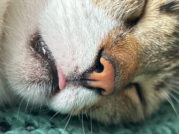 Sleeping cat photographed on green surface, tongue visible