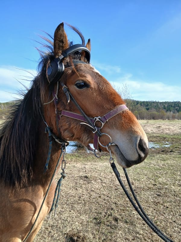 Horse spotted wearing headphones in open field
