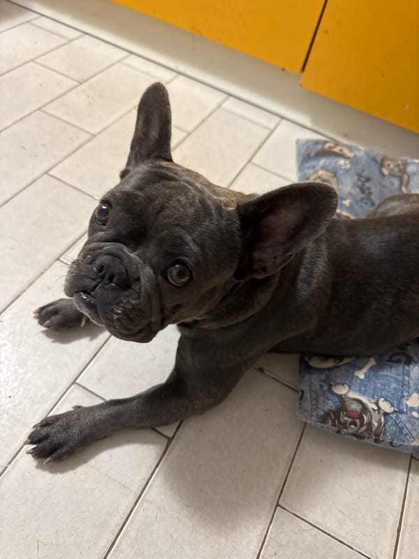 French Bulldogs lounging at home in San Benedetto del Tronto