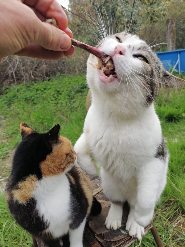 Two cats fed and observed outdoors in Tsukwara, Abkhazia