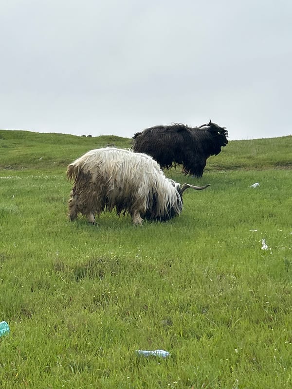 Goats graze hillside near cross structure in Burgas