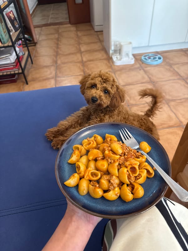 Woman cooks lunch with curious dog in Sutomore kitchen