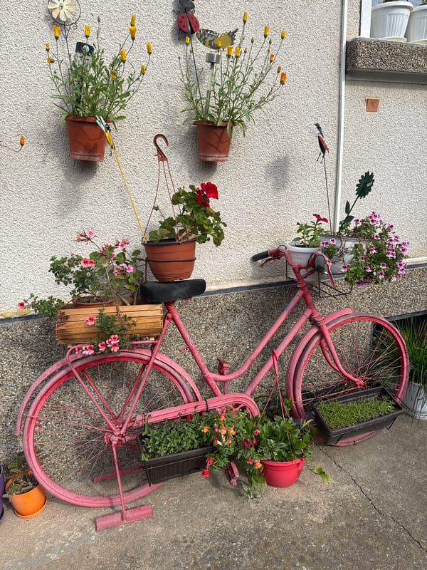Pink bicycle planter, terrier dog spotted in Bulgarian town