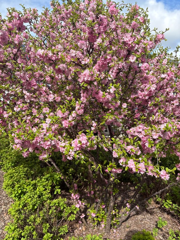 Pink flowering tree observed in early morning hours