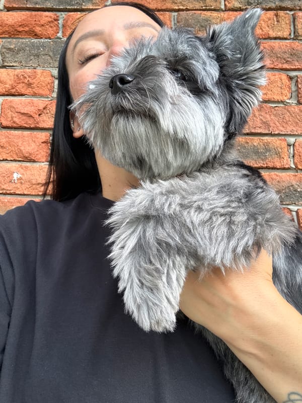 Schnauzer hangs out at home and poses for selfies in Chaikovsky