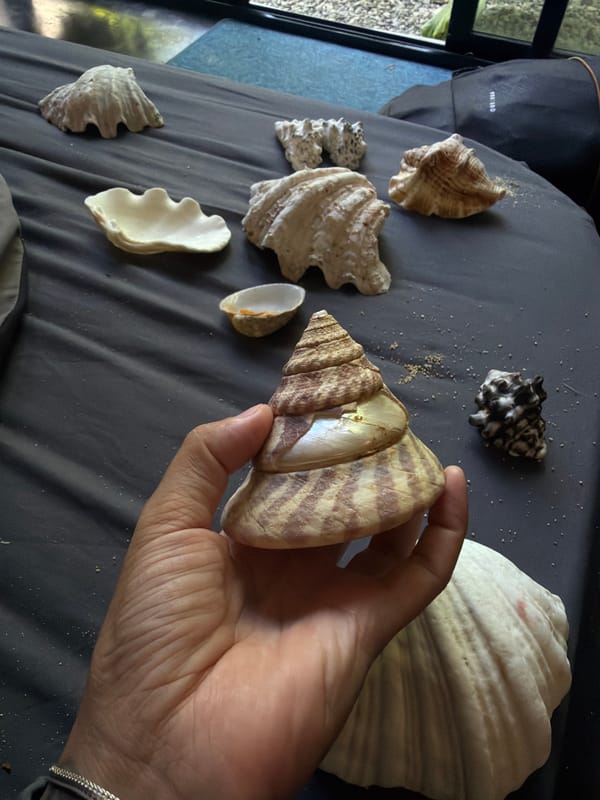 Seashell collection displayed indoors in General Luna, Philippines