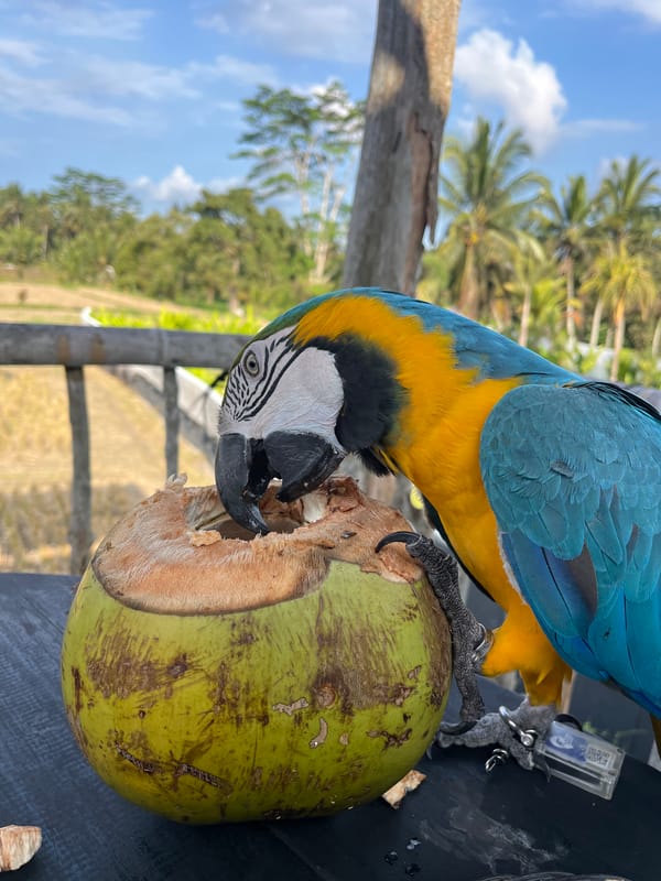 Blue and yellow macaw perched and foraging in Tegallalang