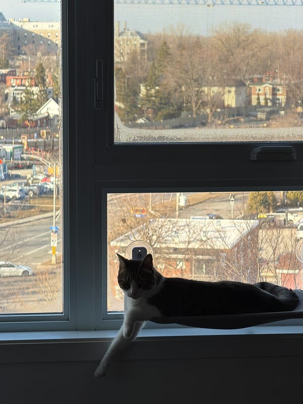 Cat sits on window sill overlooking Laval cityscape