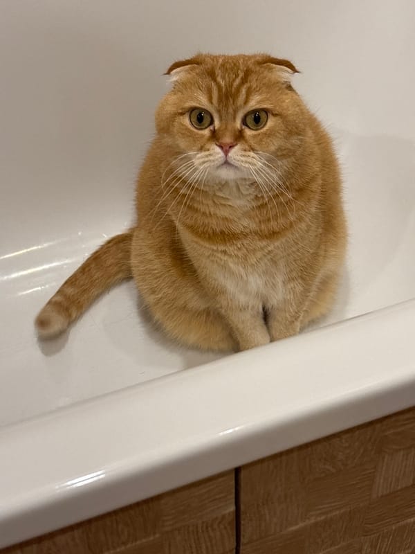 Scottish Fold cat relaxes, plays, and poses around the house