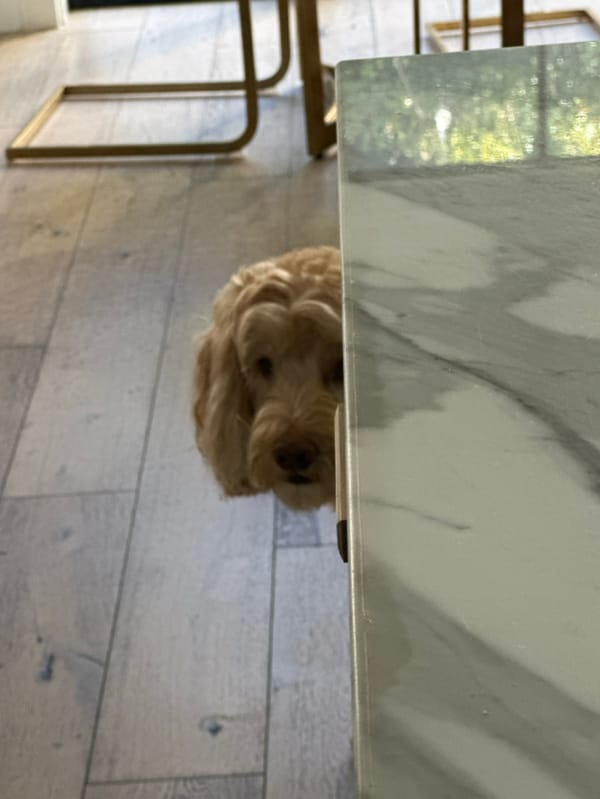 Dog seeks shelter under marble table in Los Angeles