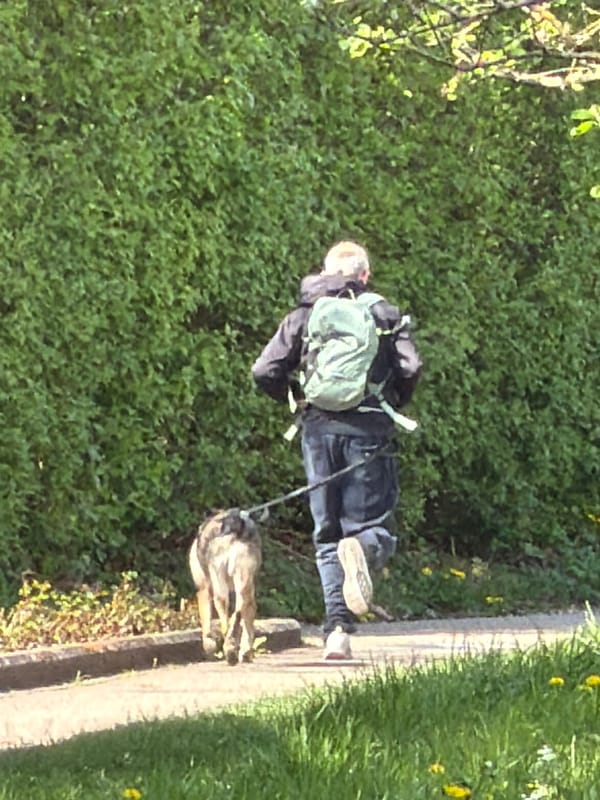 Dog walker takes sunglasses-wearing pit bull through Luxembourg park