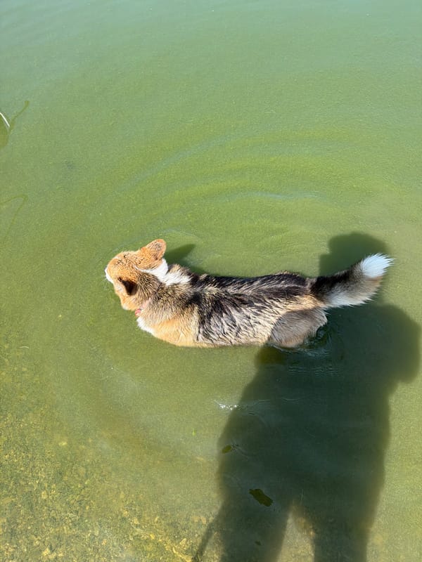 Corgi takes a swim in a lake at Muhr am See