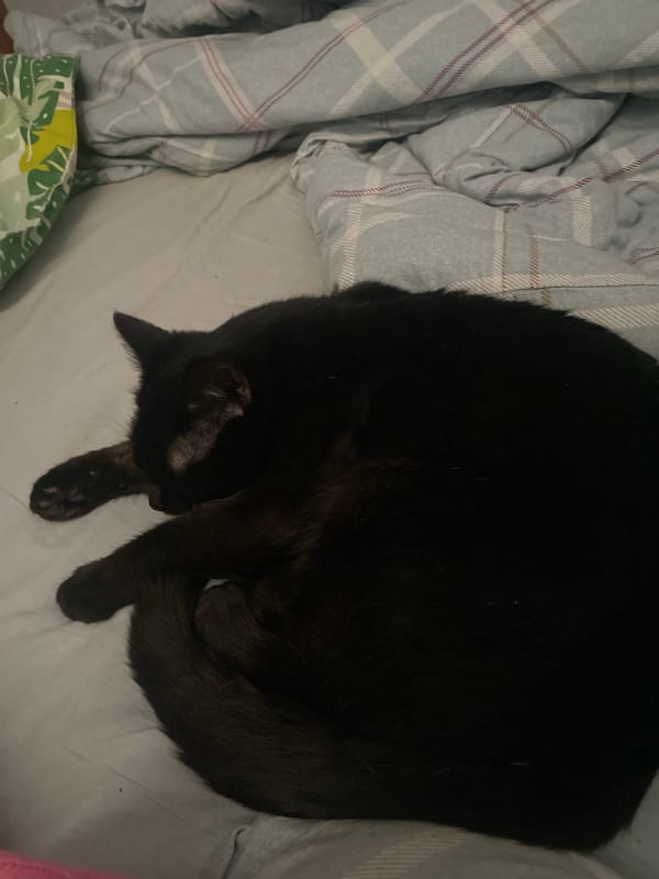 Black cat sleeps on bed in Izhevsk home