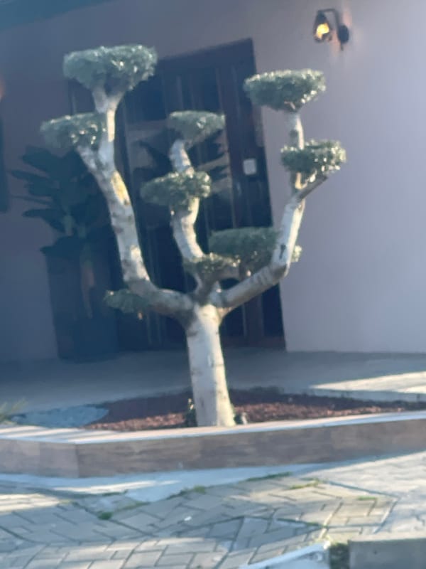 Manicured tree spotted along stone walkway in Kameno, Bulgaria