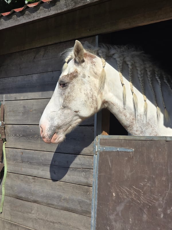 Horses observed at Belgian stable facility in Estaimpuis