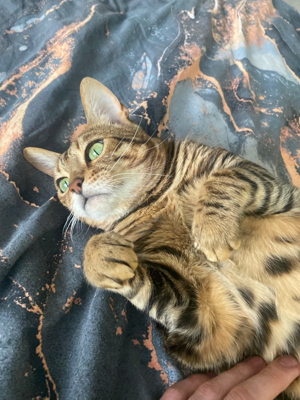 Cat owner documents playful moments with tabby in Chaikovsky