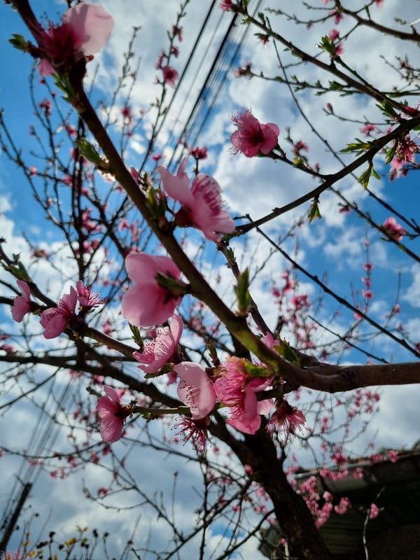 Spring blossoms observed in Elena, Bulgaria