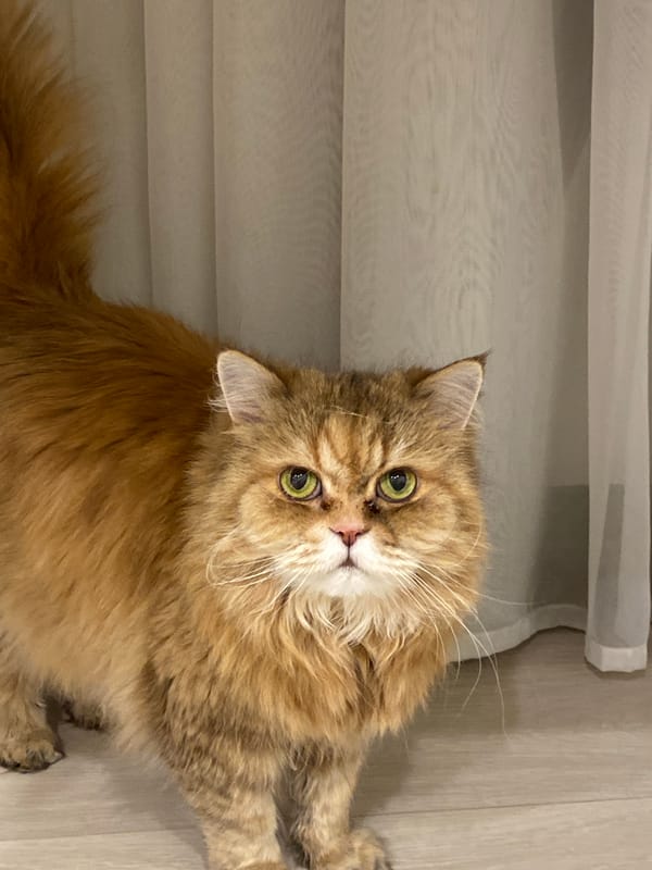 Quiet indoor moments with pets, tattoos, phone time in Kazan