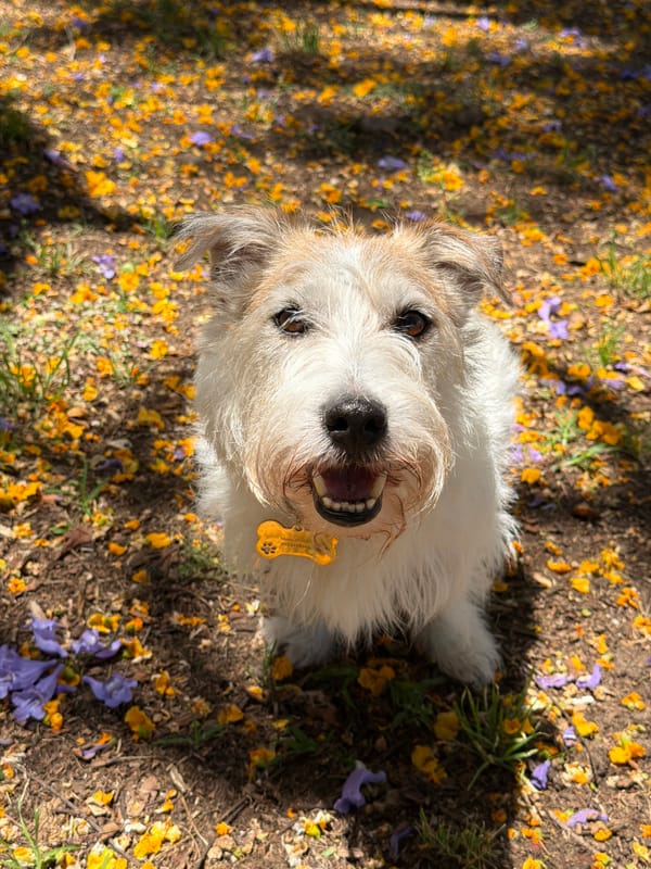 Dog photographed at eye level in Tel Aviv