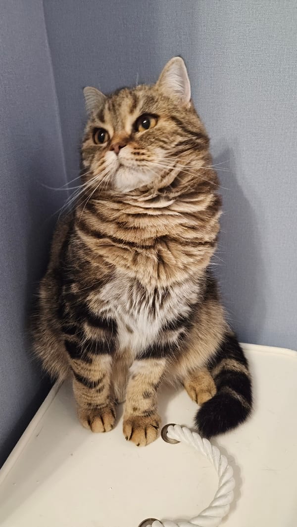 Tabby cat observed in domestic spaces, Yerzovka, Russia