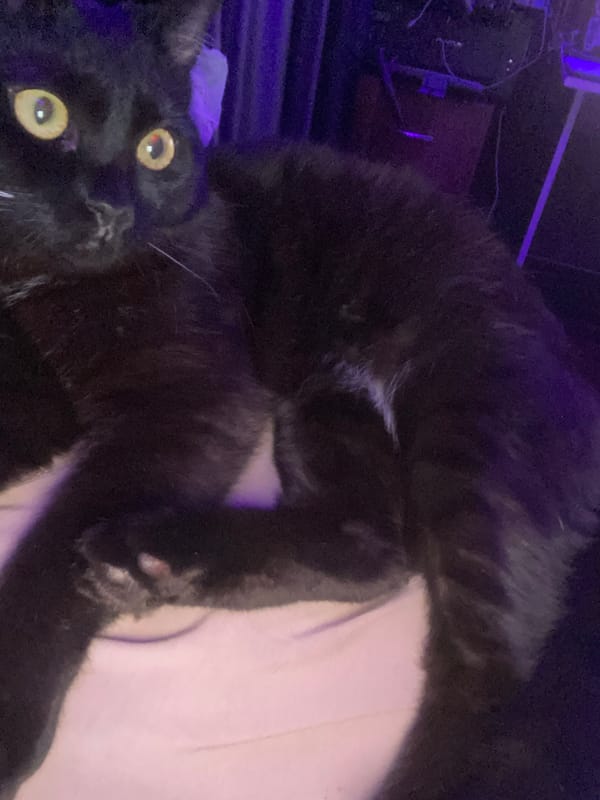 Cat naps and Sims gaming captured in Izhevsk apartment