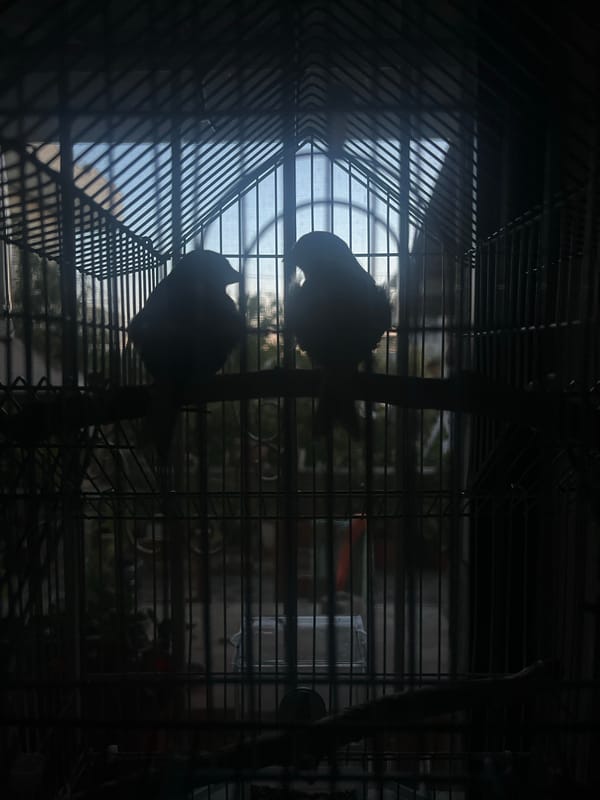 Two caged birds silhouetted against a gridded window in Durrës