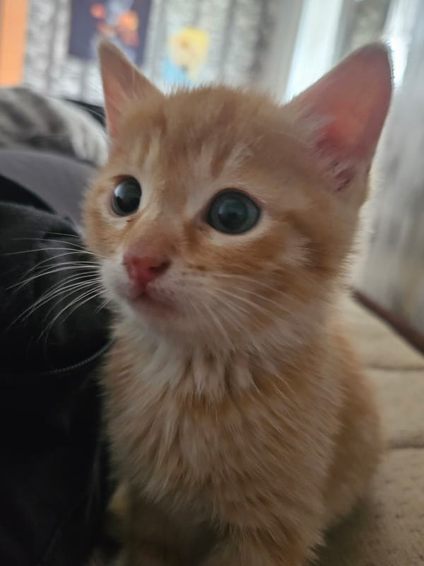 Orange tabby kitten photographed resting on lap in Bulgaria