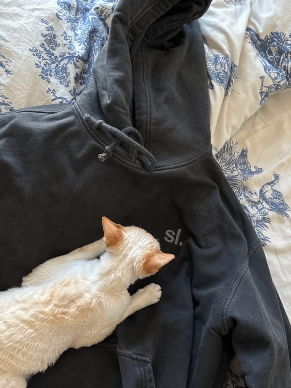 Cat rests on hoodie atop patterned bedding in Moscow