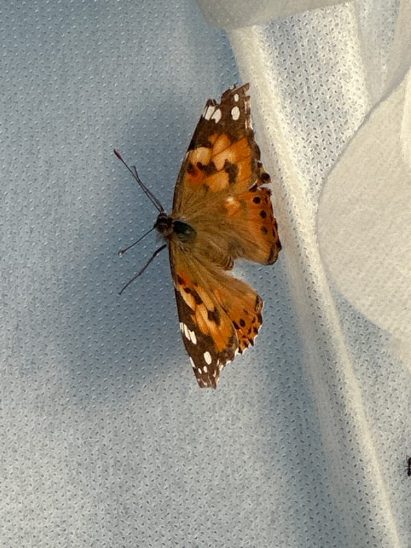 Children, pets, butterfly observed during afternoon in Kharnavy, Russia