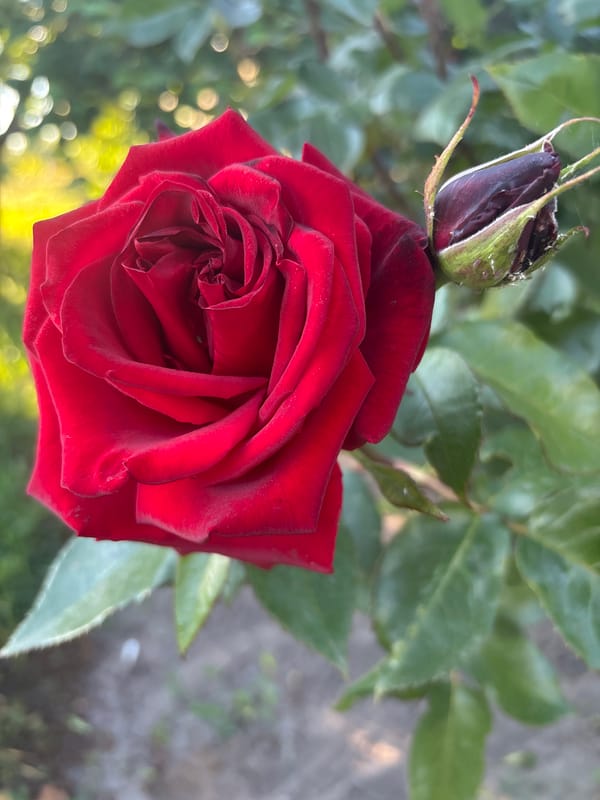 Witness documents roses, flowers, Orthodox church architecture in single session