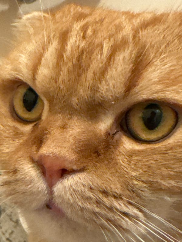 Scottish Fold tabby up close in Новинки, Russia