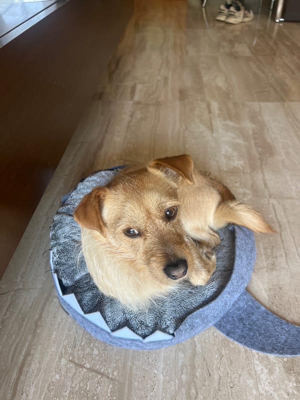 Pets relax indoors during quiet afternoon in Salou