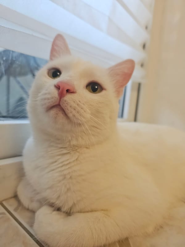 White cat holds court in a Novorossiysk apartment