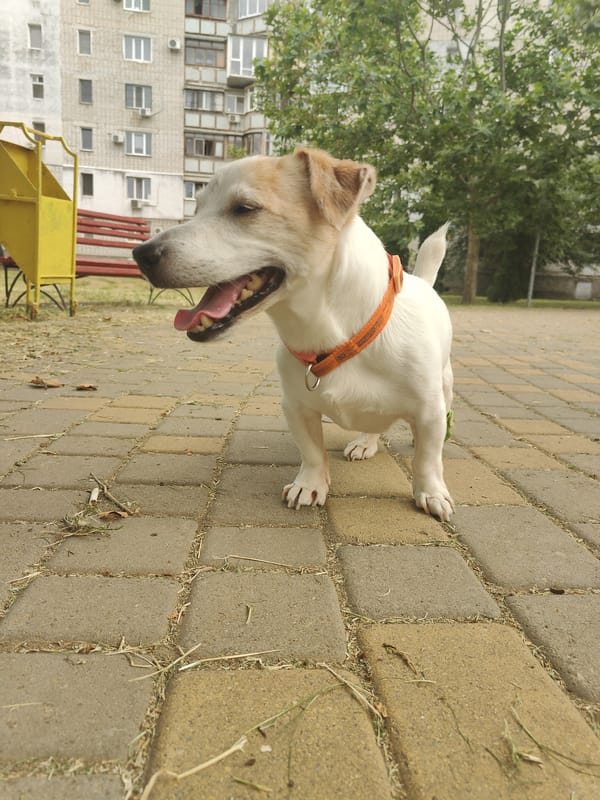 Jack Russell Terrier out and about in Chornomorsk