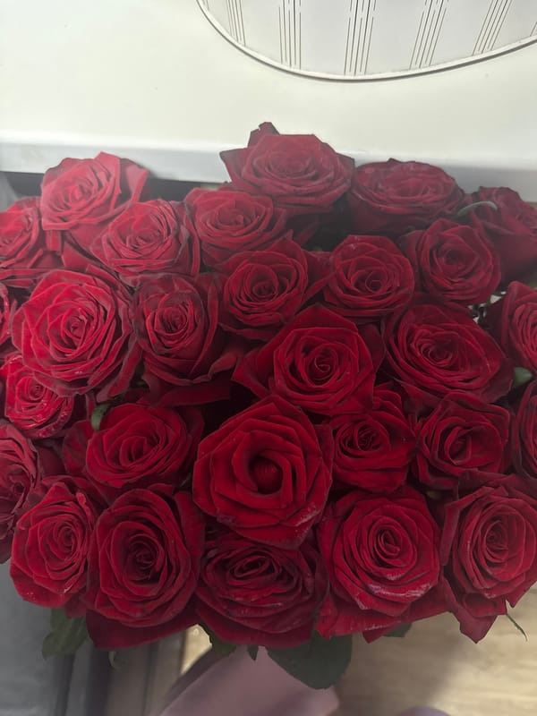 Evening scenes and red roses documented in Dnipro, Ukraine
