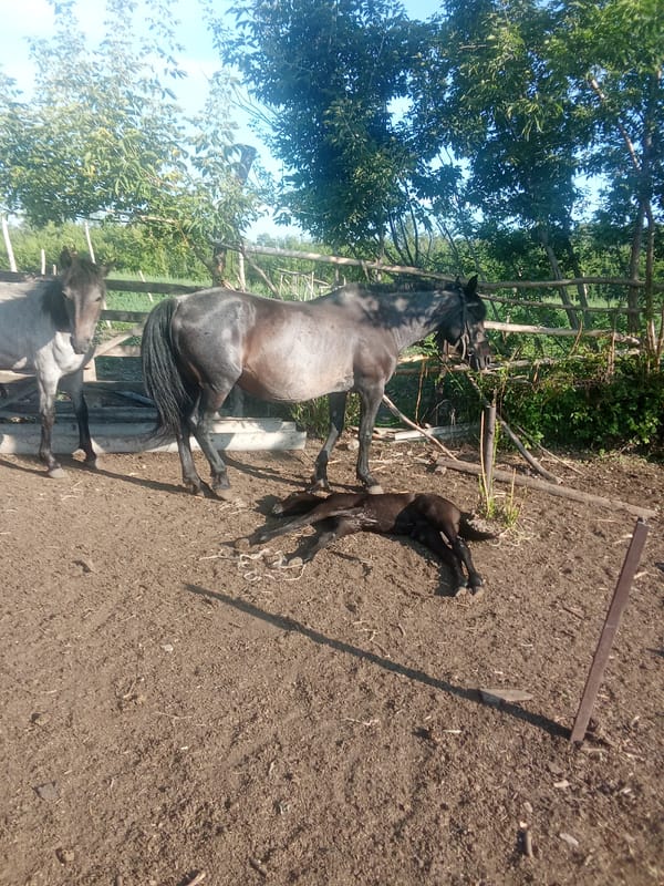 Everyday life on a rural farm in Дружба, Russia