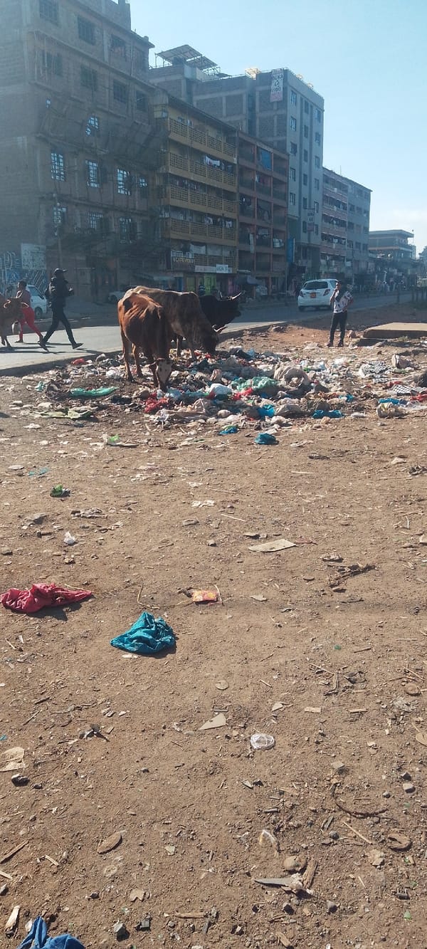 Cows forage through street garbage in Nairobi morning scene