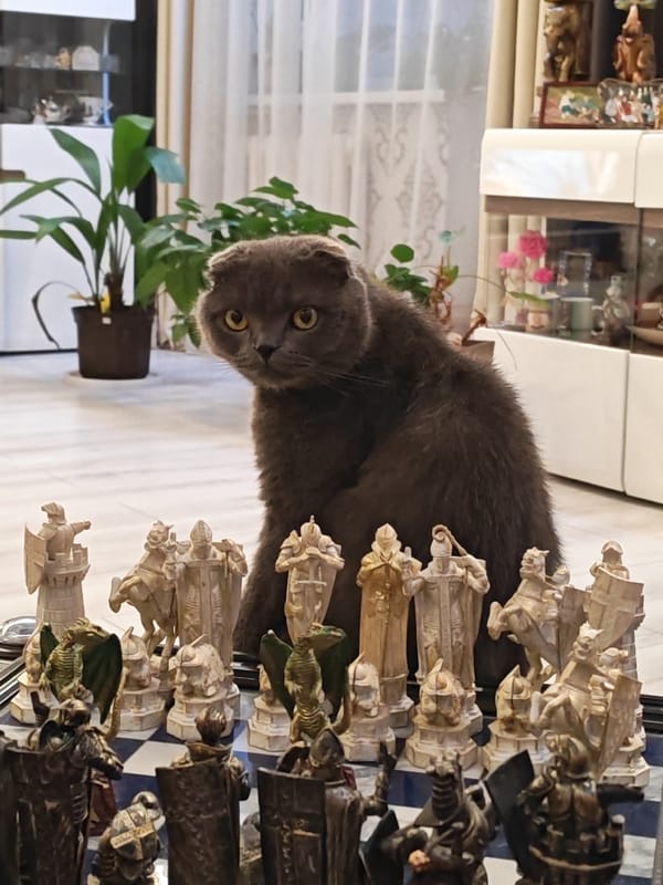 Scottish Fold cat and Pomeranian at home in Belarus