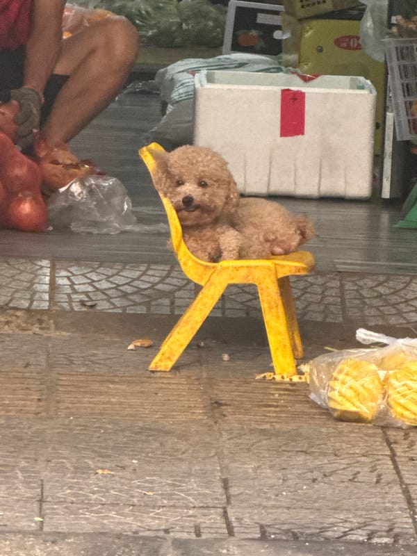 Poodle sits in tiny yellow chair on Đà Nẵng sidewalk
