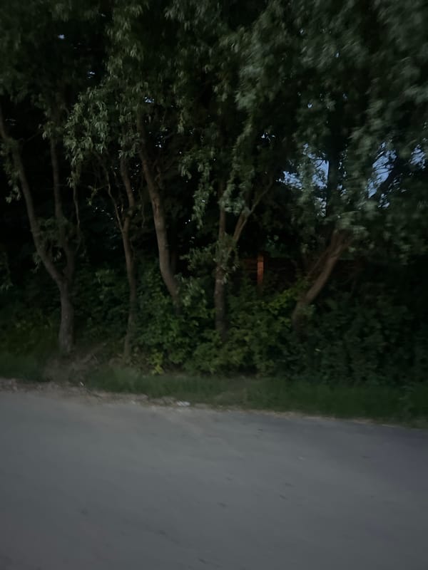 Evening stroll through Bârnova with cats, roads, and wildflowers